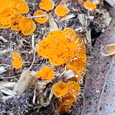 Cheilymenia spp. at Stromlo, ACT - 8 Jul 2022 by trevorpreston