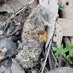 Cheilymenia spp. at Stromlo, ACT - 8 Jul 2022