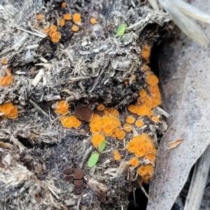 Cheilymenia spp. at Stromlo, ACT - 8 Jul 2022