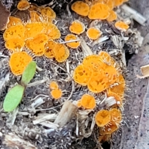 Cheilymenia spp. at Stromlo, ACT - 8 Jul 2022