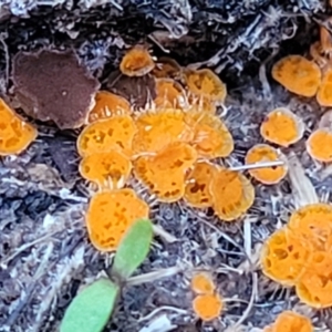 Cheilymenia spp. at Stromlo, ACT - 8 Jul 2022