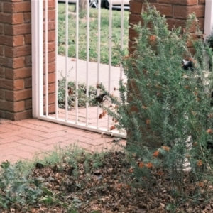 Acanthorhynchus tenuirostris at Gungahlin, ACT - suppressed