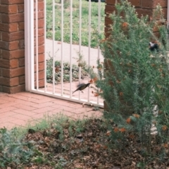 Acanthorhynchus tenuirostris at Gungahlin, ACT - suppressed