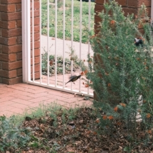 Acanthorhynchus tenuirostris at Gungahlin, ACT - suppressed