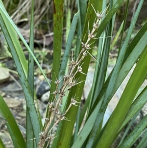 Lomandra longifolia at Kowen, ACT - 8 Jul 2022 02:56 PM