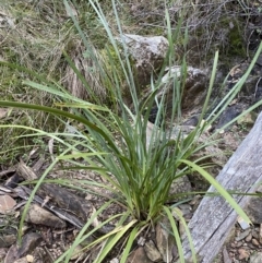 Lomandra longifolia at Kowen, ACT - 8 Jul 2022 02:56 PM