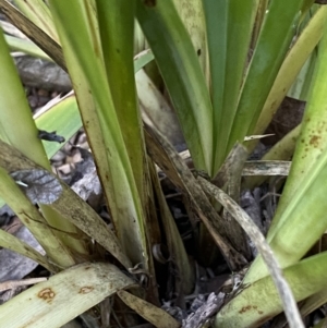 Lomandra longifolia at Kowen, ACT - 8 Jul 2022 02:56 PM