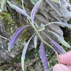 Senecio prenanthoides at Kowen, ACT - 8 Jul 2022 02:53 PM