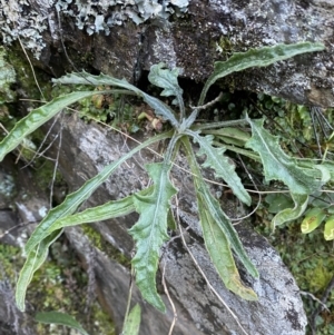 Senecio prenanthoides at Kowen, ACT - 8 Jul 2022 02:53 PM