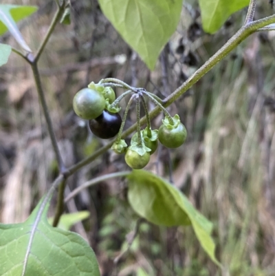 Solanum nigrum (Black Nightshade) at Kowen, ACT - 8 Jul 2022 by Steve_Bok