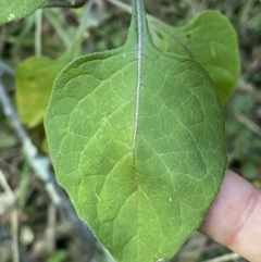 Solanum nigrum at Kowen, ACT - 8 Jul 2022 02:47 PM