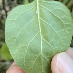 Solanum nigrum at Kowen, ACT - 8 Jul 2022