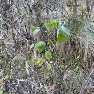 Solanum nigrum at Kowen, ACT - 8 Jul 2022 02:47 PM