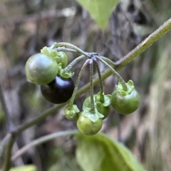 Solanum nigrum at Kowen, ACT - 8 Jul 2022 02:47 PM