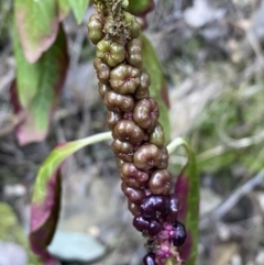 Phytolacca octandra (Inkweed) at Kowen, ACT - 8 Jul 2022 by Steve_Bok