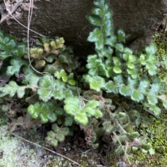 Pleurosorus rutifolius (Blanket Fern) at Kowen, ACT - 8 Jul 2022 by Steve_Bok