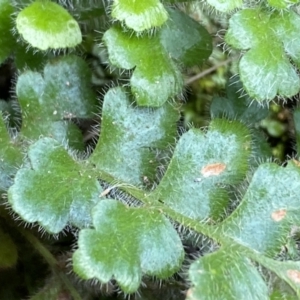 Pleurosorus rutifolius at Kowen, ACT - 8 Jul 2022