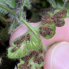 Pleurosorus rutifolius at Kowen, ACT - 8 Jul 2022