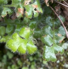 Pleurosorus rutifolius at Kowen, ACT - 8 Jul 2022