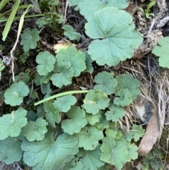 Hydrocotyle laxiflora (Stinking Pennywort) at Kowen, ACT - 8 Jul 2022 by SteveBorkowskis
