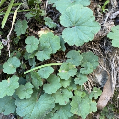 Hydrocotyle laxiflora (Stinking Pennywort) at Kowen, ACT - 8 Jul 2022 by SteveBorkowskis