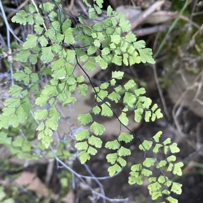 Adiantum aethiopicum (Common Maidenhair Fern) at Kowen, ACT - 8 Jul 2022 by SteveBorkowskis