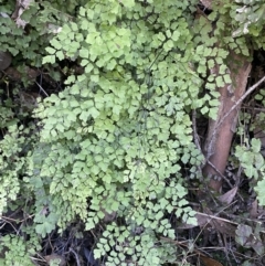 Adiantum aethiopicum at Kowen, ACT - suppressed