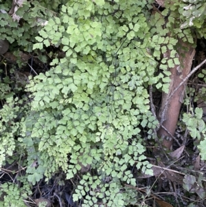 Adiantum aethiopicum at Kowen, ACT - 8 Jul 2022