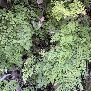 Adiantum aethiopicum at Kowen, ACT - 8 Jul 2022