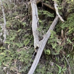 Adiantum aethiopicum at Kowen, ACT - suppressed