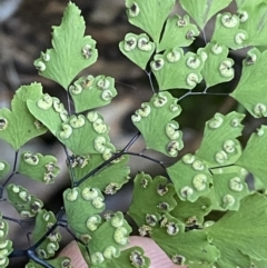 Adiantum aethiopicum at Kowen, ACT - 8 Jul 2022