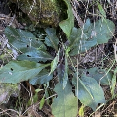 Ajuga australis (Austral Bugle) at Kowen, ACT - 8 Jul 2022 by Steve_Bok