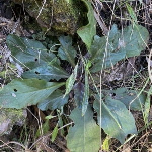 Ajuga australis at Kowen, ACT - 8 Jul 2022