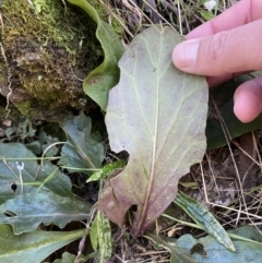 Ajuga australis at Kowen, ACT - 8 Jul 2022