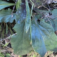 Ajuga australis at Kowen, ACT - 8 Jul 2022