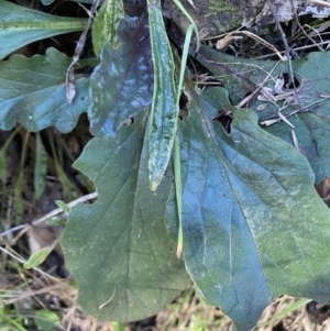 Ajuga australis at Kowen, ACT - 8 Jul 2022