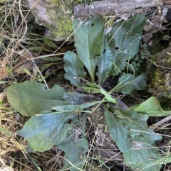 Ajuga australis at Kowen, ACT - 8 Jul 2022