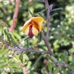 Pultenaea microphylla (Egg and Bacon Pea) at Kowen, ACT - 8 Jul 2022 by SteveBorkowskis