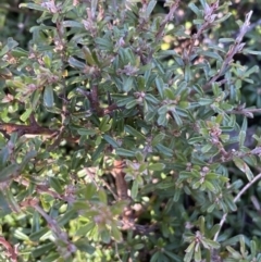 Pultenaea microphylla at Kowen, ACT - 8 Jul 2022