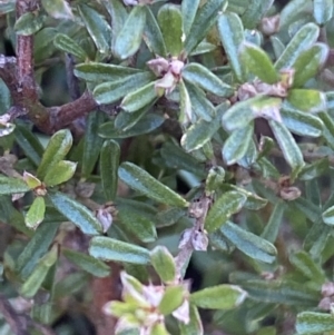 Pultenaea microphylla at Kowen, ACT - 8 Jul 2022