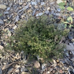 Pultenaea microphylla at Kowen, ACT - 8 Jul 2022 01:24 PM