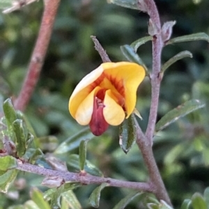 Pultenaea microphylla at Kowen, ACT - 8 Jul 2022