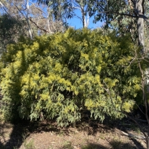 Acacia vestita at Kowen, ACT - 8 Jul 2022