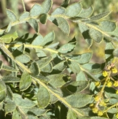 Acacia vestita at Kowen, ACT - 8 Jul 2022 01:21 PM