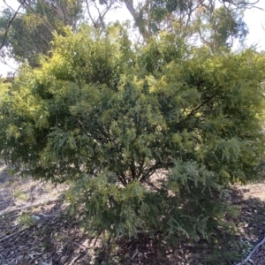 Acacia vestita at Kowen, ACT - 8 Jul 2022 01:21 PM