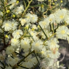 Acacia genistifolia (Early Wattle) at Kowen, ACT - 8 Jul 2022 by Steve_Bok