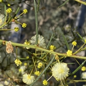 Acacia genistifolia at Kowen, ACT - 8 Jul 2022