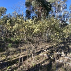 Acacia genistifolia at Kowen, ACT - 8 Jul 2022