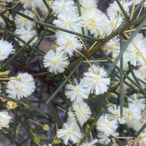 Acacia genistifolia at Kowen, ACT - 8 Jul 2022