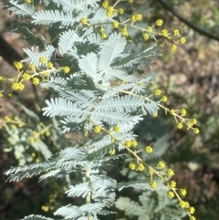 Acacia baileyana (Cootamundra Wattle, Golden Mimosa) at Molonglo Gorge - 8 Jul 2022 by SteveBorkowskis